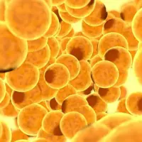 Конвертер жировых клеток