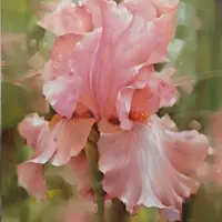 Розовый ирис