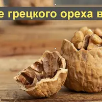 Применение грецкого ореха в современной медицине