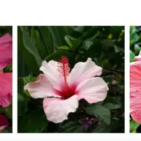 Цветочное ассорти. Масляная живопись