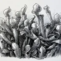 Урок ботанического скетчинга «Саррацения» с тренировкой штриховки