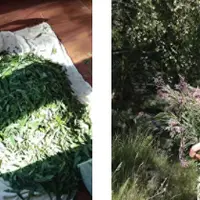 Основы травничества 2.0