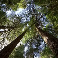 Алебастровая дева