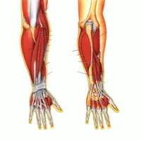 Улучшение предплечья, запястья, пальцев