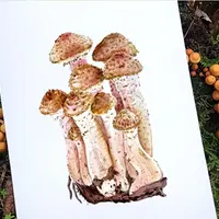 Акварельный курс "Грибы": ботаническая живопись