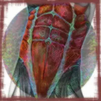 Приобретение абдоминальной четкости