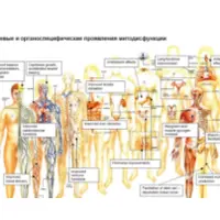 Диагностика оксидативного стресса