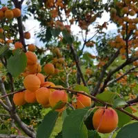 Руководства по выращиванию из косточек плодоносящих деревьев абрикосов, персиков, черешни и их правильной посадке