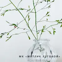 Мятлик луговой