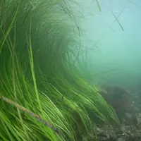 Континентальные водоёмы и их обитатели. Растения