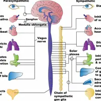 Симпатическая и парасимпатическая нервная система