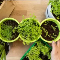 Энзимная кухня