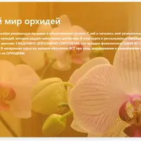 Мой дивный мир орхидей