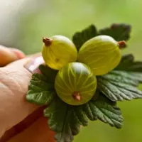 Мастер-класс "Крыжовник" и сборка брошки и сережек