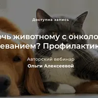 Как помочь животному с онкологическим заболеванием? Профилактика рака