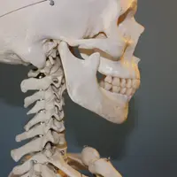 Зубы и пищеварительная система, питание