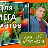 Томатный курс