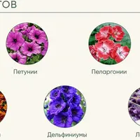 Рассада без досады. Цветочная рассада