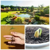 Лесосад из подоконника