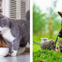 Фитотерапия и другие альтернативные методы против паразитоза собак и кошек