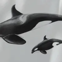 Техники натуралистической иллюстрации: киты в акварели