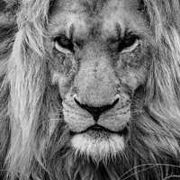 Режим бойца (спокойная версия)