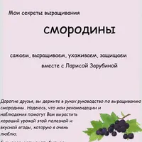 Смородина от А до Я