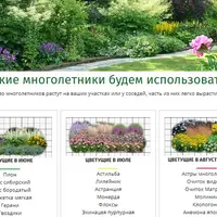 Готовые планы цветников из многолетников