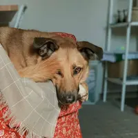 Как научить собаку оставаться одной дома