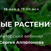 Салатные растения мая