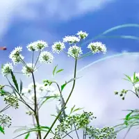 Фитооздоровление онкологических заболеваний