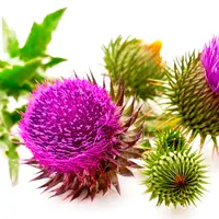 Фитооздоровление при заболеваниях печени и желчевыводящих путей