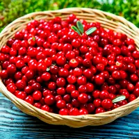 Фитооздоровление при заболеваниях почек, мочевыводящих путей и предстательной железы