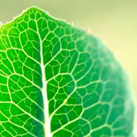 Полезные свойства растений