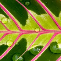 Биологически активные вещества растений