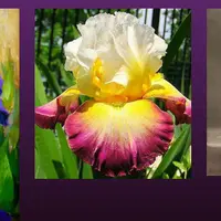 Анатомия цветов. Ирисы