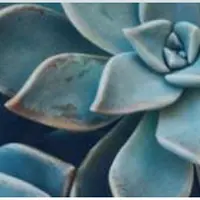 Удаленный желчный пузырь