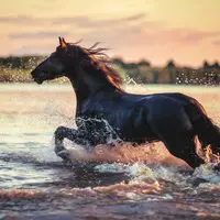 Дикая кровь