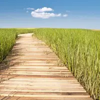 Свободный путь