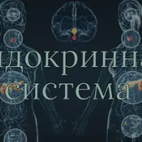 Эндокринная система