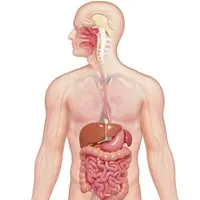 Исцеление пищеварительной системы