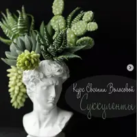 Суккуленты