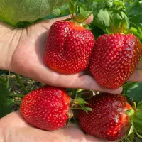 Клубника 2.0