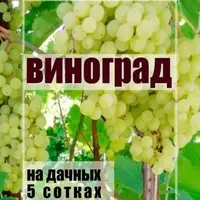 Виноград на дачных 5 сотках