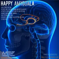 Амигдала (Морфическое Поле)