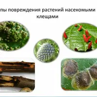 Защита садовых растений от вредителей