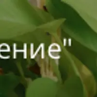 Вертикальное озеленение