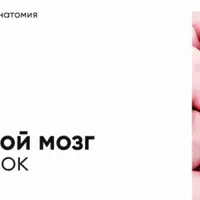 Мозжечок: строение и функции