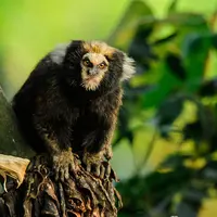 Обезьяны: великолепная миграция, секрет успеха и ближняя родня