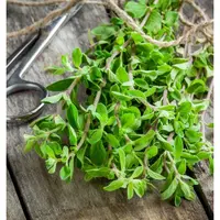 Главные травы для женского здоровья